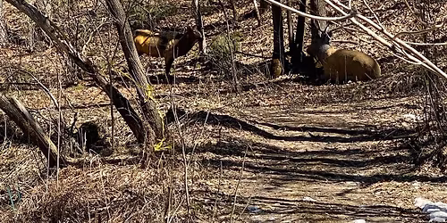 Outdoor 3D Archery Shoot - public welcome!