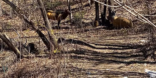 Outdoor 3D Archery Shoot - public welcome!