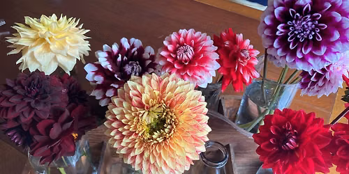 Dig, Divide, & Master Winter Storage: A Hands-On Dahlia Workshop