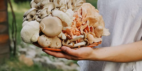 Kurs uprawy grzyb\u00f3w egzotycznych - Beskid Wyspowy