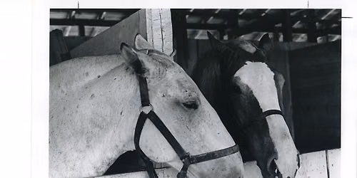 Draft Horses in America