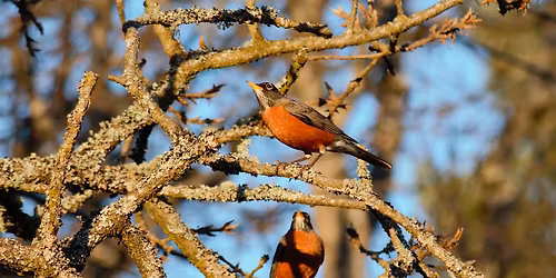 June Bird Language Club at Swan Lake
