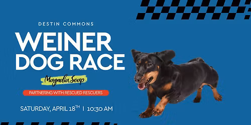 Wiener Dog Race at Destin Commons