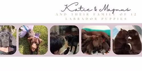 Katie & Magnus Puppy Sibling Reunion