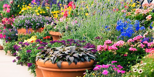 Color: A Powerful Garden Tool