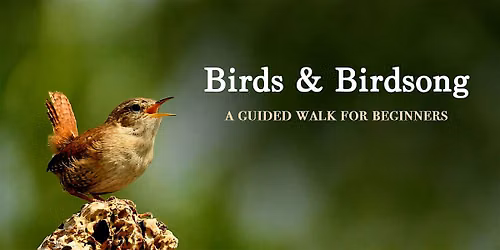 Birds and Birdsong Guided Walk