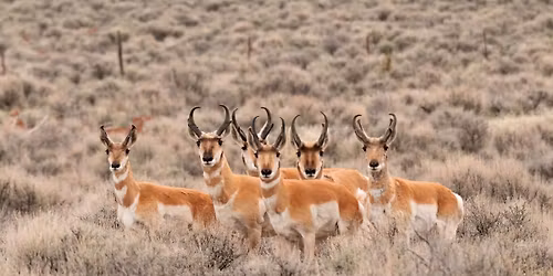 Wildlife Connectivity Guide Community Event