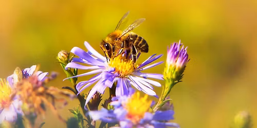 Beekeeping for Beginners \u2013 Workshop 1 of 4