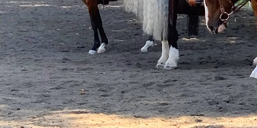 English\/Western Schooling Show