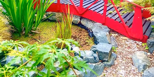 2025 Mangawhai Garden Ramble