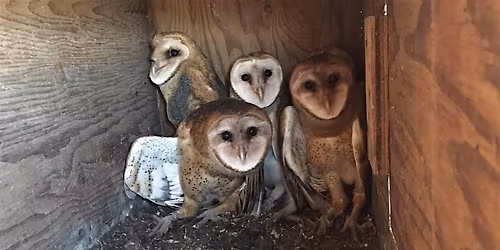 American Barn Owl Program