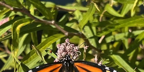 Monarch Keepers