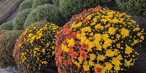 Fall Mum\/ Plant Sale!