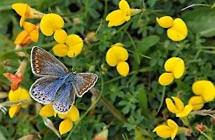 Nature Friendly Gardening