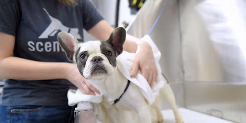 "Dog Days of Summer: Pet Adoption and Family Fun Day!" to Support Mt. Pleasant Animal Shelter!