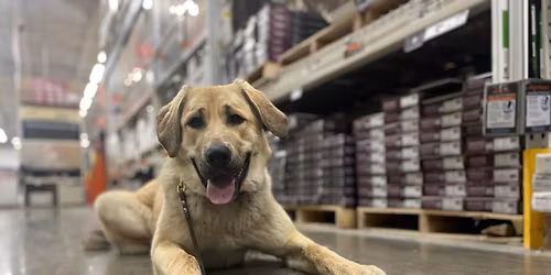 Intermediate Obedience