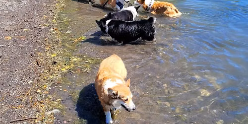 July Playdate at the Pond