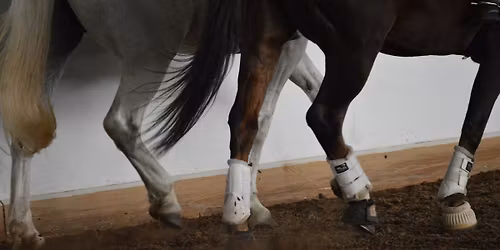 Dressage\/Western Dressage\/Working Equitation- Lidia Taylor