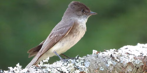 Birding for Beginners- October