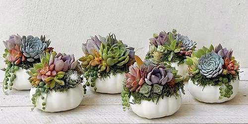 Pumpkin Living Succulent Arrangement HALLOWEEN EDITION