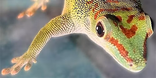 Burpee Museum BSA: Reptiles & Amphibians - Virtual