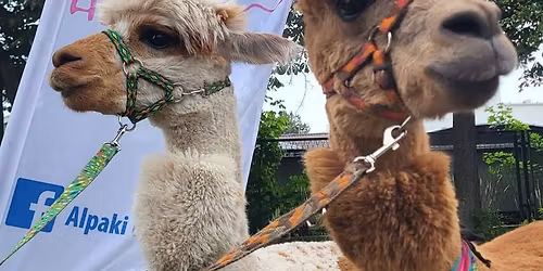Alpaki na Patio 