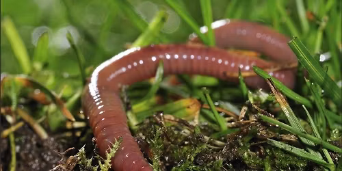 Friday Mornings for Children: Hands on Nature - Creepy, Crawly Creatures
