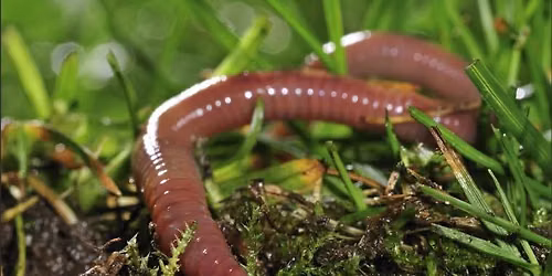 Friday Mornings for Children: Hands on Nature - Creepy, Crawly Creatures