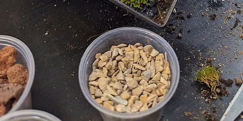 Sustainable Terrarium Workshop