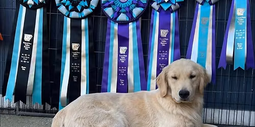 NSGRC Scent Work Trial