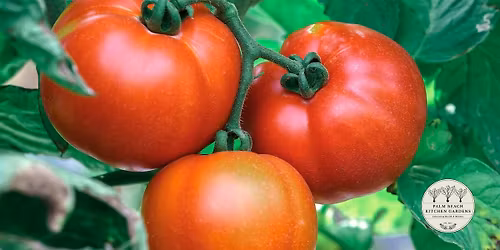 Winter Gardening in South Florida at Palm Beach Kitchen Gardens