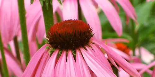 Mississauga Master Gardeners Spring Plant Sale