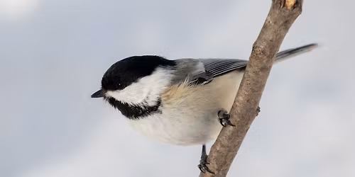 Nature Discovery Day: Birds, Birds, Birds!