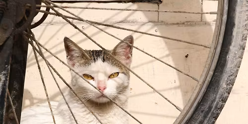 2025 Ride 4 the Animals