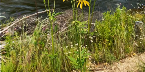 Year of the River Speaker Series - June