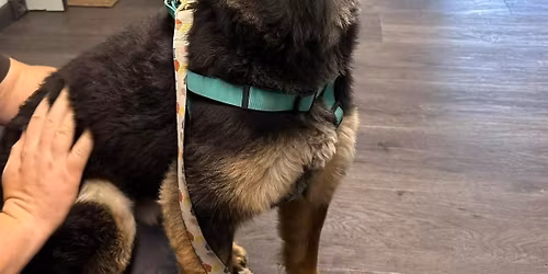 Adoptable Pet Meet & Greet at Mt Carmel Lutheran in Portland