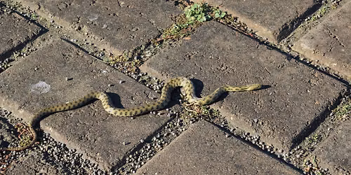 Snakes Alive!