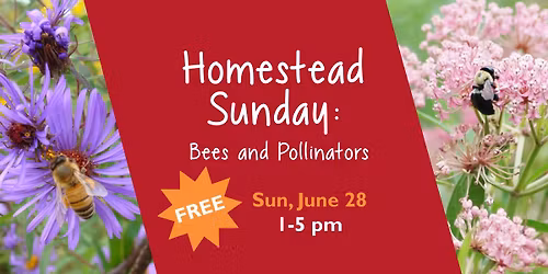 Homestead Sunday: Bees and Pollinators