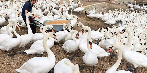 NEW Walking Among Swans: Abbotsbury & Weymouth Day Trip