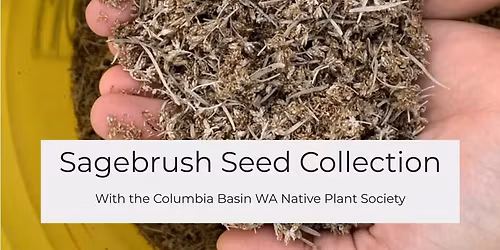 Sagebrush Seed Collection 