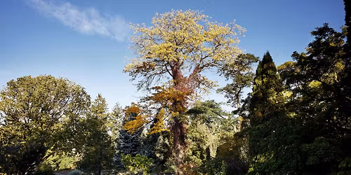 Omvisning: Tr\u00e6r i Botanisk hage