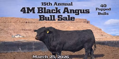 4 M Black Angus Bull Sale