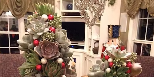 Succulent and Air Plant Tree!