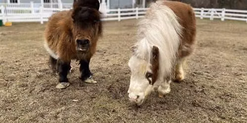 All Ages: Equest Mini Horses