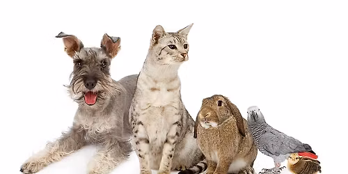 Animal Therapy\/Reiki workshop - Level one.