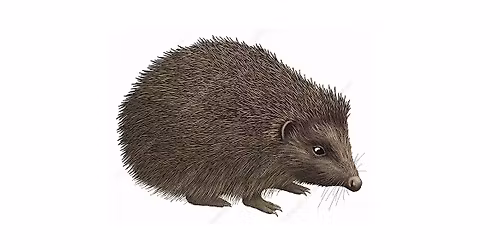 Hedgehog tunnel processing