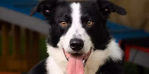 Tema Passering - L\u00f8rdag 15 november (hverdagslydighet)