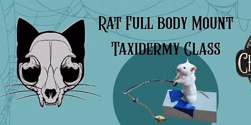 Rat Full Body Mount Taxidermy Class