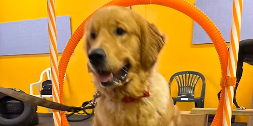 Circus dog