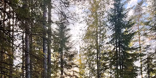 Terrengl\u00f8p p\u00e5 Finnskogen 